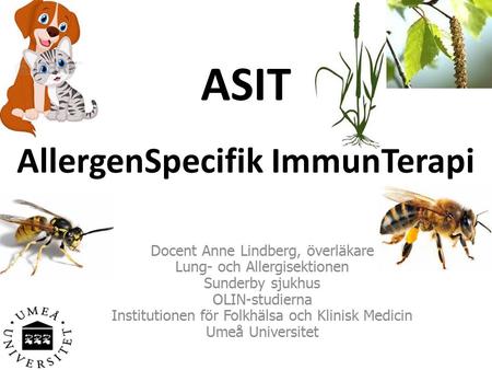 ASIT AllergenSpecifik ImmunTerapi Docent Anne Lindberg, överläkare Lung- och Allergisektionen Sunderby sjukhus OLIN-studierna Institutionen för Folkhälsa.