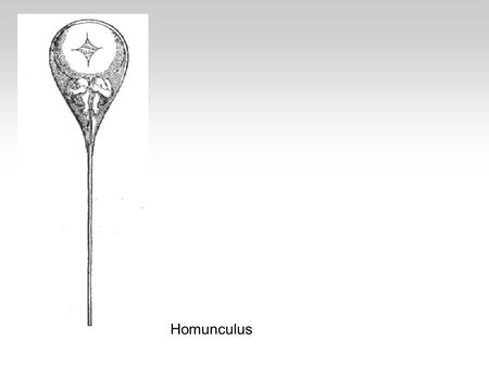 Homunculus. Meios hos män och kvinnor HL 2 0 Oocyte & polar body Meiosis II Meiosis I Mitosis Spermatogonia 1 0 Spermatocyte 2 0 Spermatocytes Spermatids.