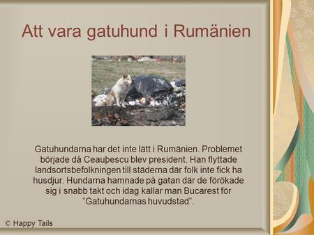 Att vara gatuhund i Rumänien Gatuhundarna har det inte lätt i Rumänien. Problemet började då Ceauþescu blev president. Han flyttade landsortsbefolkningen.
