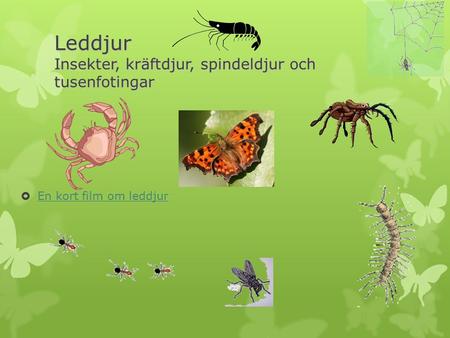 Leddjur Insekter, kräftdjur, spindeldjur och tusenfotingar