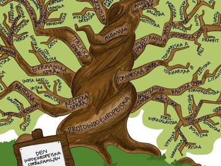 Indoeuropeiska språk Ca 80% i Norden talar Svenska, Danska och Norska – Förstår varandra Utvecklats ur gemensamt urnordiskt språk. Isländska och Färöiska.