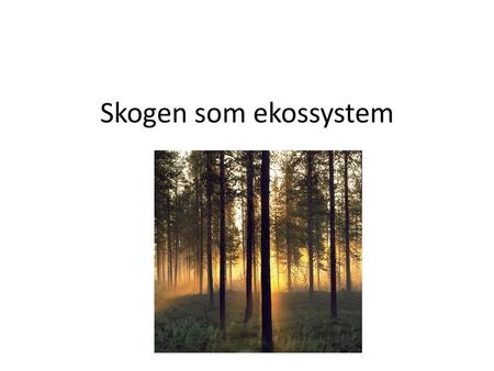 Skogen som ekossystem.
