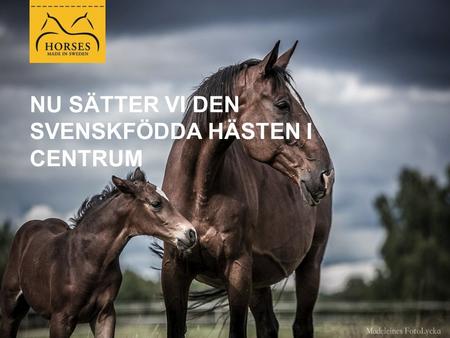 NU SÄTTER VI DEN SVENSKFÖDDA HÄSTEN I CENTRUM. VARFÖR BEHÖVS HORSES MADE IN SWEDEN? Vi har: Vikande betäckningssiffror inom nästan alla raser En icke-fungerande.