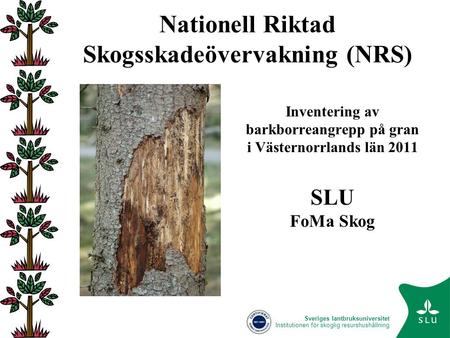 Sveriges lantbruksuniversitet Institutionen för skoglig resurshushållning Nationell Riktad Skogsskadeövervakning (NRS) Inventering av barkborreangrepp.