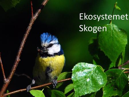 Ekosystemet: Skogen Ekosystem.