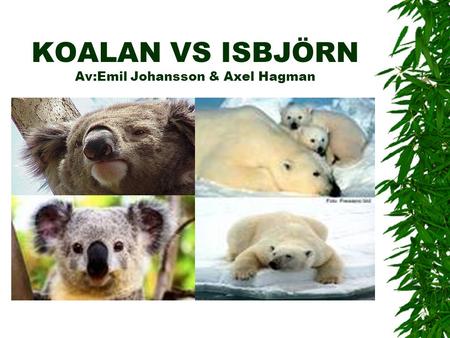 KOALAN VS ISBJÖRN Av:Emil Johansson & Axel Hagman