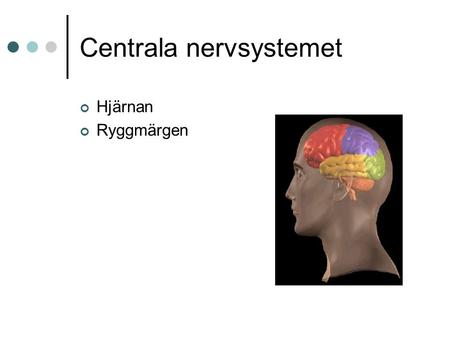 Centrala nervsystemet