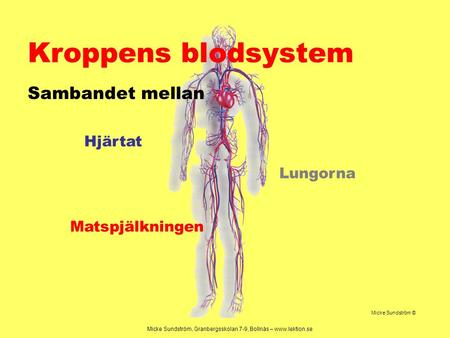 Kroppens blodsystem Sambandet mellan Hjärtat Lungorna Matspjälkningen
