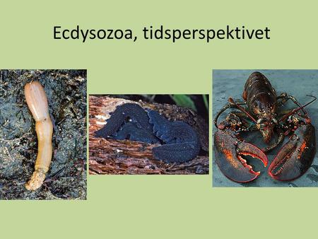 Ecdysozoa, tidsperspektivet