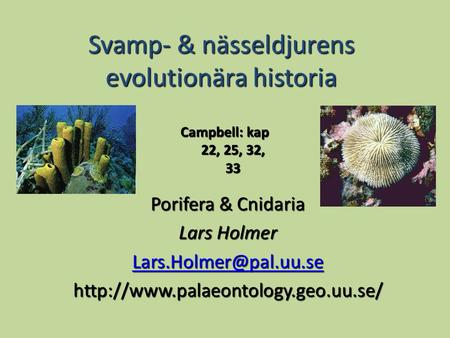 Svamp- & nässeldjurens evolutionära historia