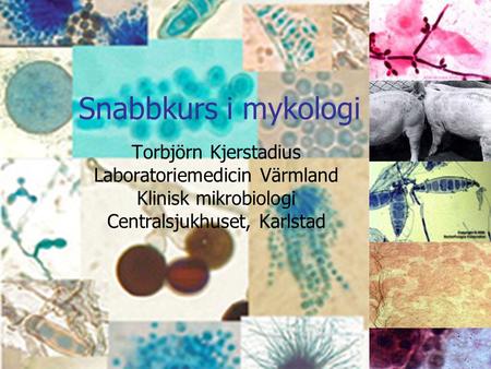 Snabbkurs i mykologi Torbjörn Kjerstadius Laboratoriemedicin Värmland