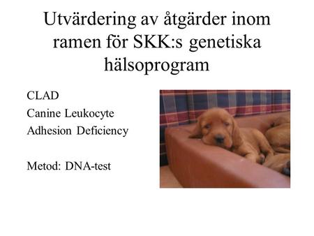 Utvärdering av åtgärder inom ramen för SKK:s genetiska hälsoprogram CLAD Canine Leukocyte Adhesion Deficiency Metod: DNA-test.