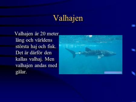Valhajen Valhajen är 20 meter lång och världens största haj och fisk. Det är därför den kallas valhaj. Men valhajen andas med gälar.