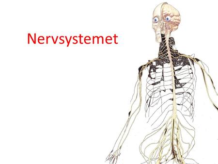 Kroppens Nervsystem Nervsystemet Micke Sundström ©