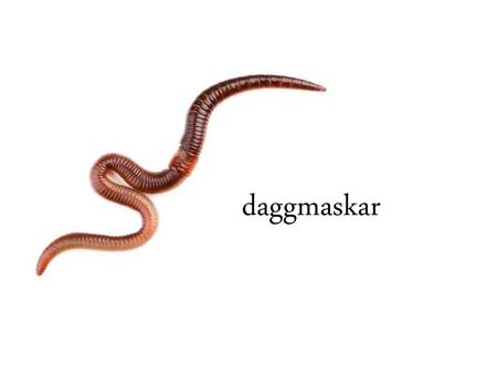 Daggmaskar Det finns många olika slags daggmaskar, i Sverige finns det 16 olika arter. Den sortens daggmask som blir störst kan bli 30 cm lång. Daggmasken.