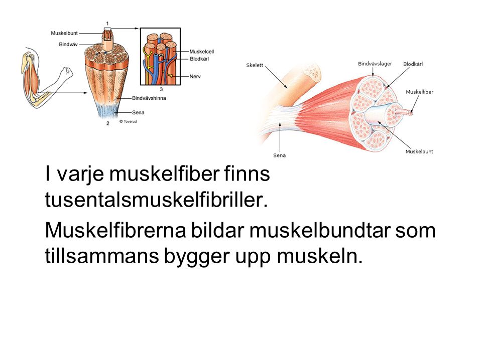 I varje muskelfiber finns tusentalsmuskelfibriller.