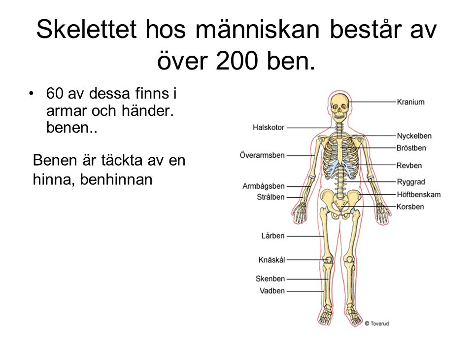 Skelettet hos människan består av över 200 ben.