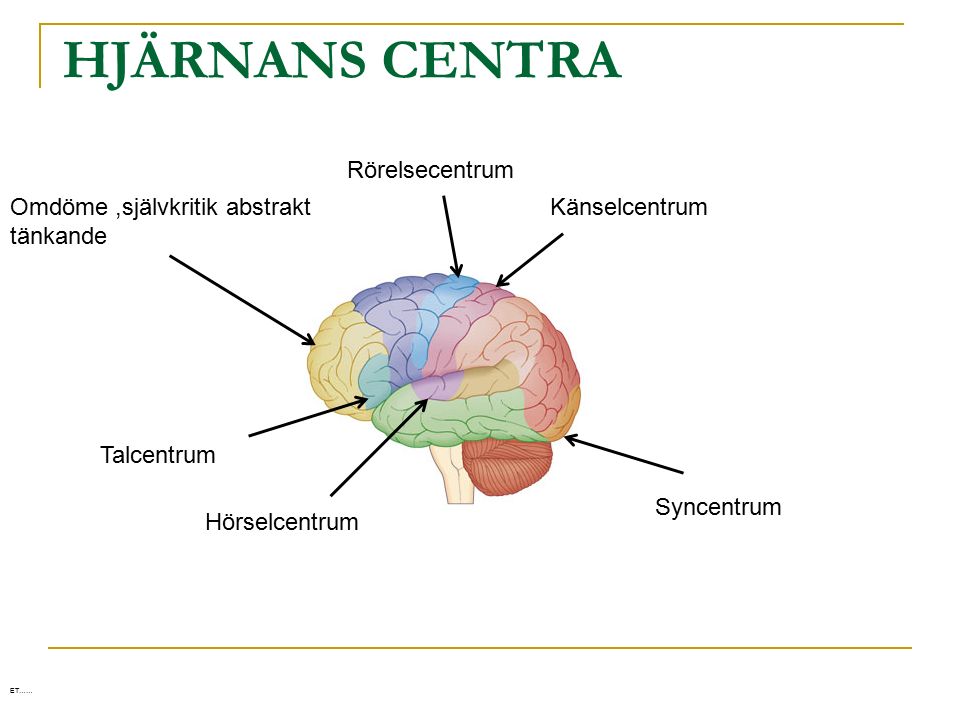 syncentrum i hjärnan