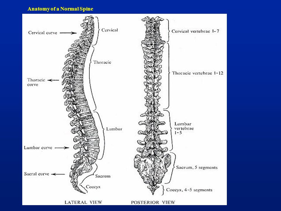 Anatomy of a Normal Spine