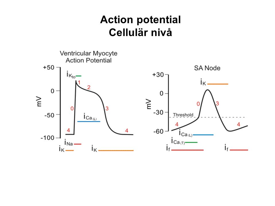 Action potential Cellulär nivå