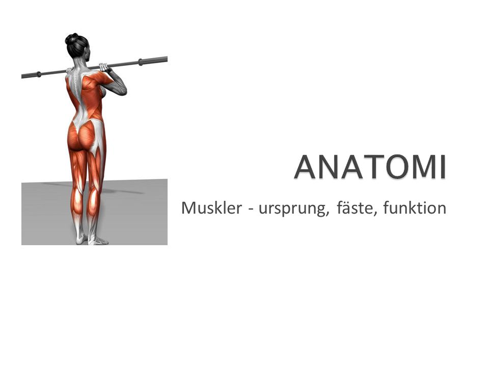 Muskler - ursprung, fäste, funktion