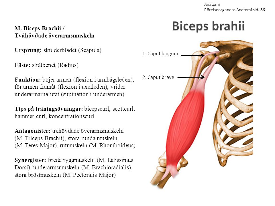 Biceps brahii M. Biceps Brachii / Tvåhövdade överarmsmuskeln
