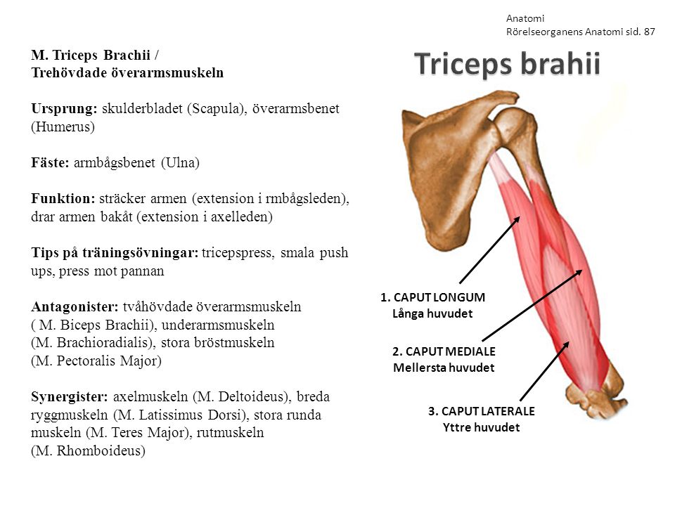 Triceps brahii M. Triceps Brachii / Trehövdade överarmsmuskeln