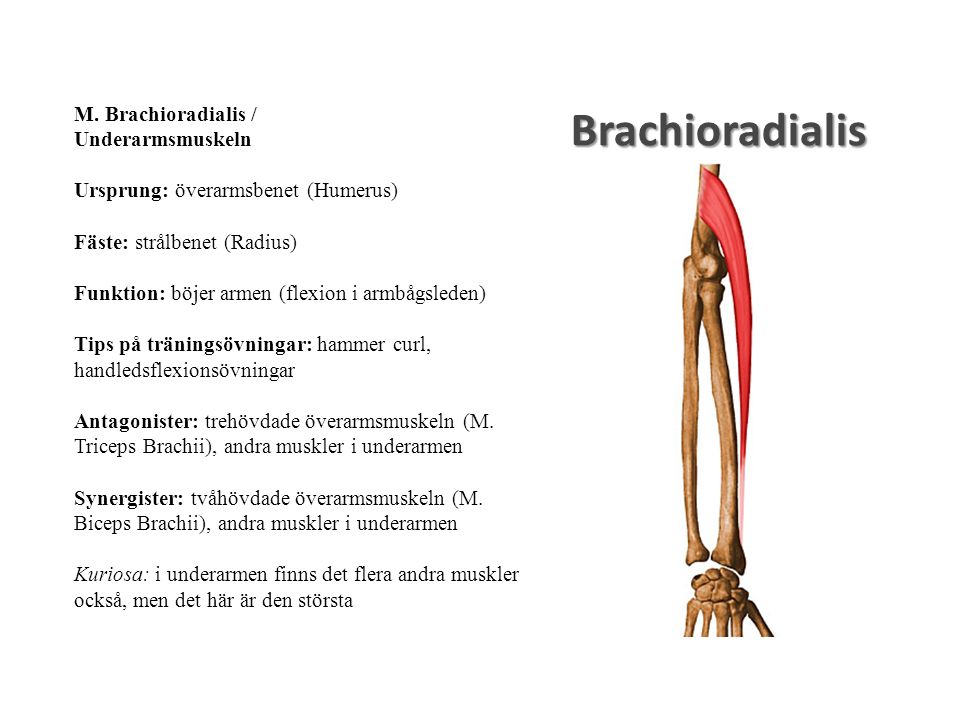 Brachioradialis M. Brachioradialis / Underarmsmuskeln