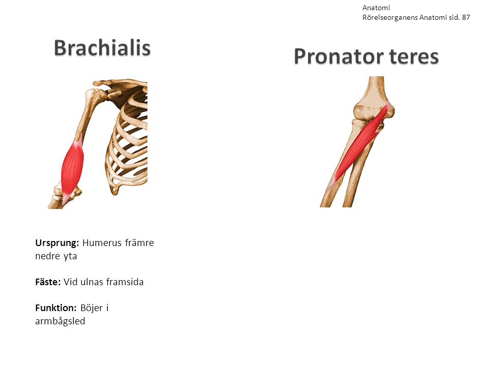 Brachialis Pronator teres Ursprung: Humerus främre nedre yta
