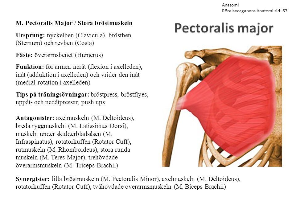 Pectoralis major M. Pectoralis Major / Stora bröstmuskeln