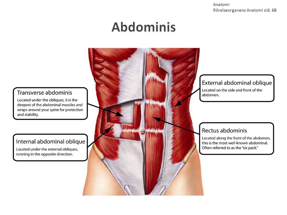 Anatomi Rörelseorganens Anatomi sid. 68 Abdominis