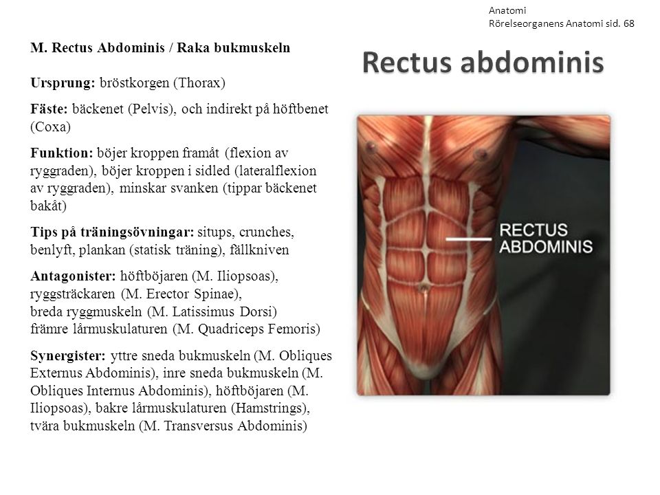 Rectus abdominis M. Rectus Abdominis / Raka bukmuskeln