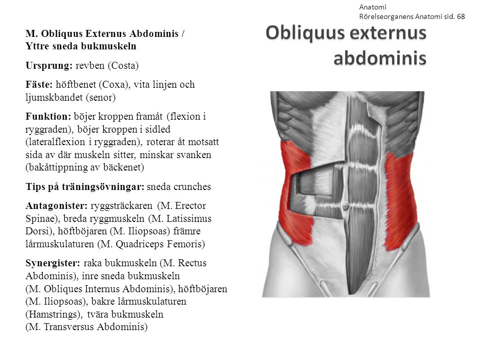 Obliquus externus abdominis