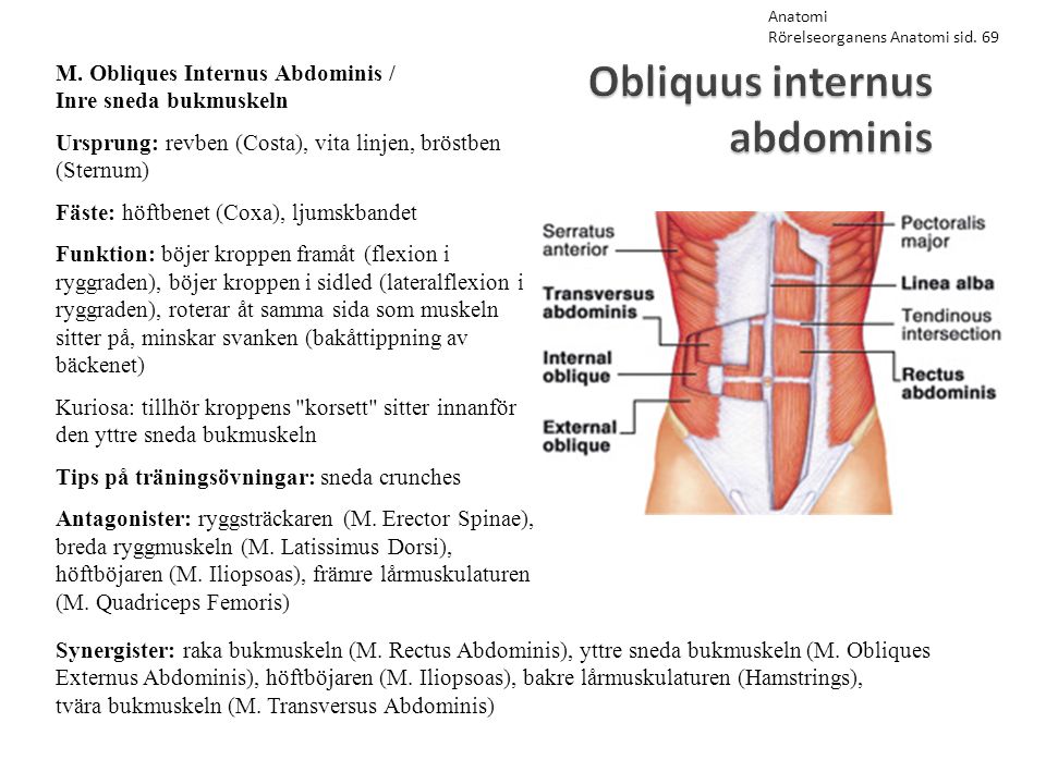 Obliquus internus abdominis