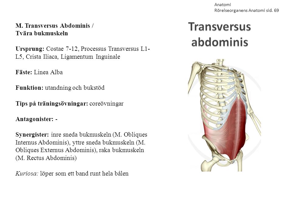 Transversus abdominis