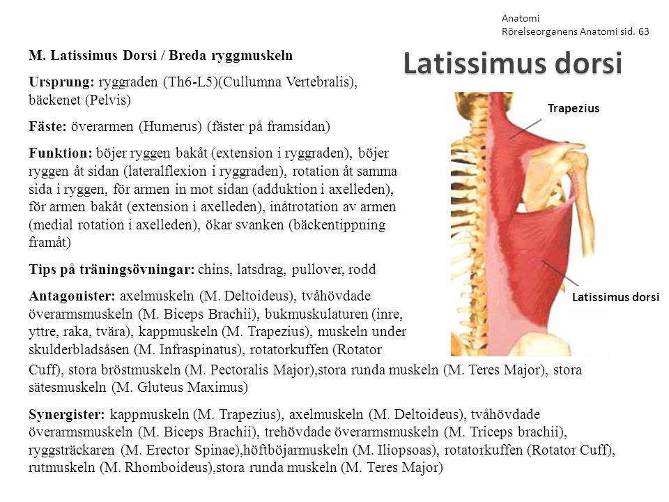 Latissimus dorsi M. Latissimus Dorsi / Breda ryggmuskeln