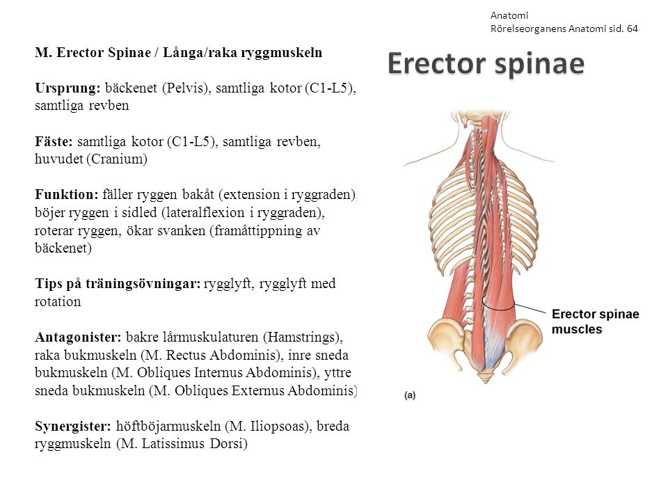 Erector spinae M. Erector Spinae / Långa/raka ryggmuskeln