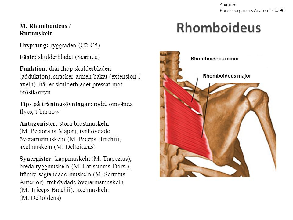 Rhomboideus M. Rhomboideus / Rutmuskeln