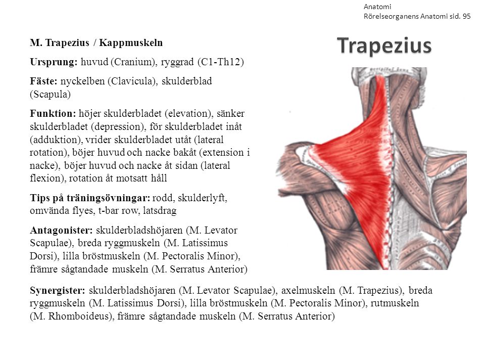 Trapezius M. Trapezius / Kappmuskeln