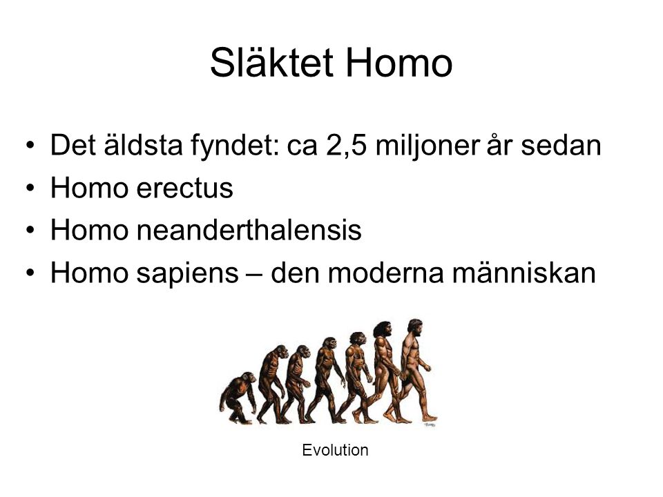 Släktet Homo Det äldsta fyndet: ca 2,5 miljoner år sedan Homo erectus