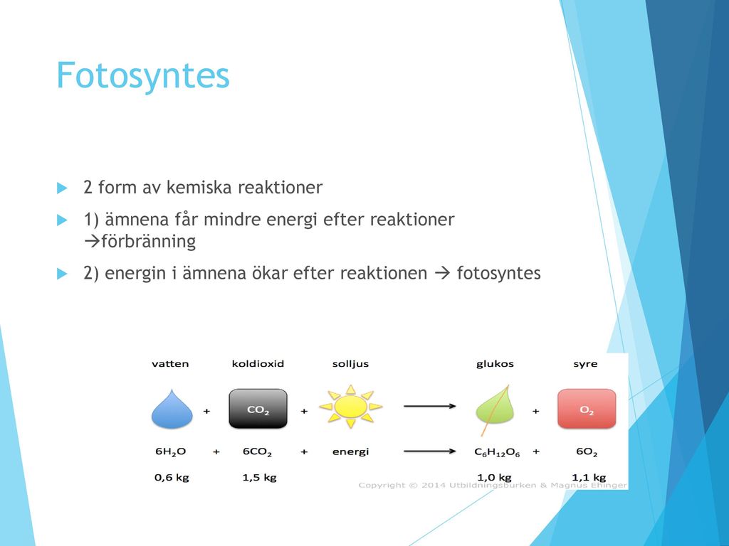 Fotosyntes 2 form av kemiska reaktioner