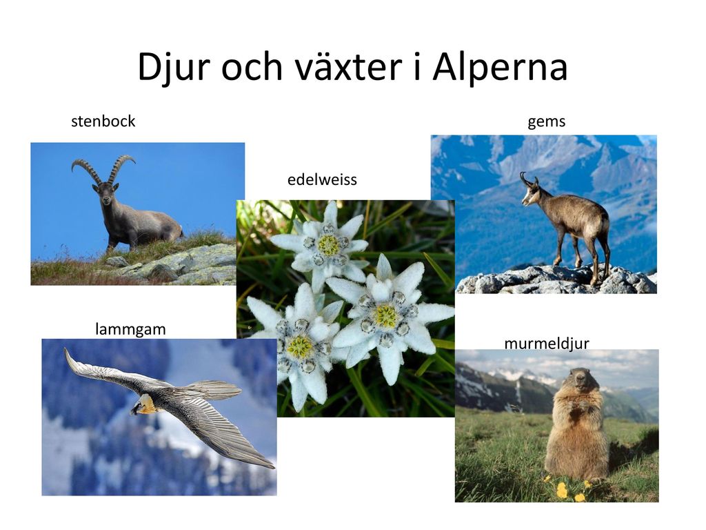 Djur och växter i Alperna