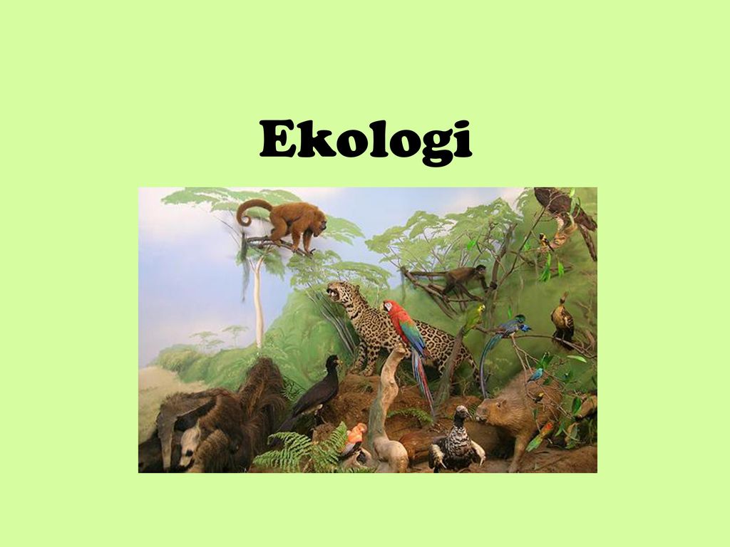 Ekologi