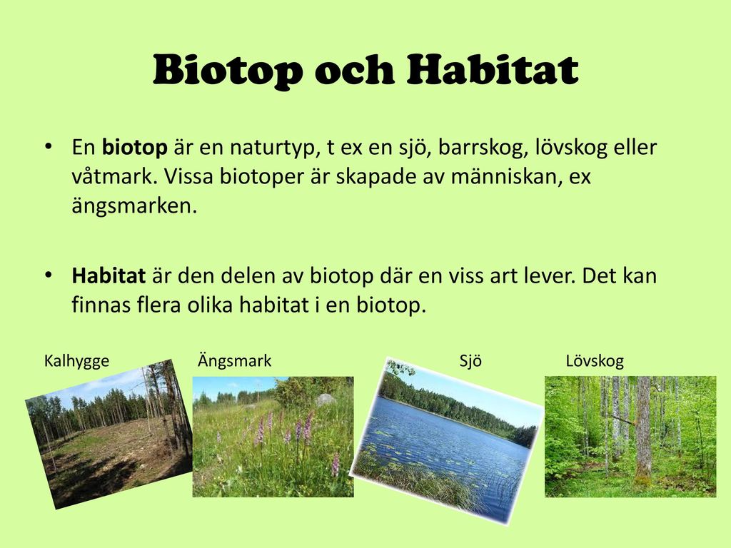 Biotop och Habitat En biotop är en naturtyp, t ex en sjö, barrskog, lövskog eller våtmark. Vissa biotoper är skapade av människan, ex ängsmarken.