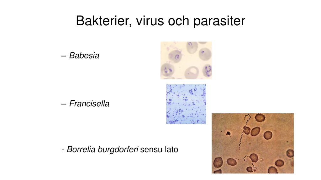 Bakterier, virus och parasiter