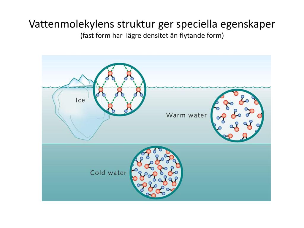 Vattenmolekylens struktur ger speciella egenskaper (fast form har lägre densitet än flytande form)