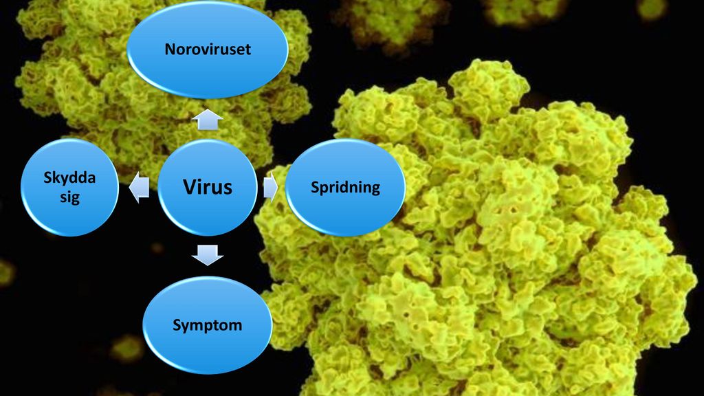 Virus Noroviruset Spridning Symptom Skydda sig NOROVIRUSET