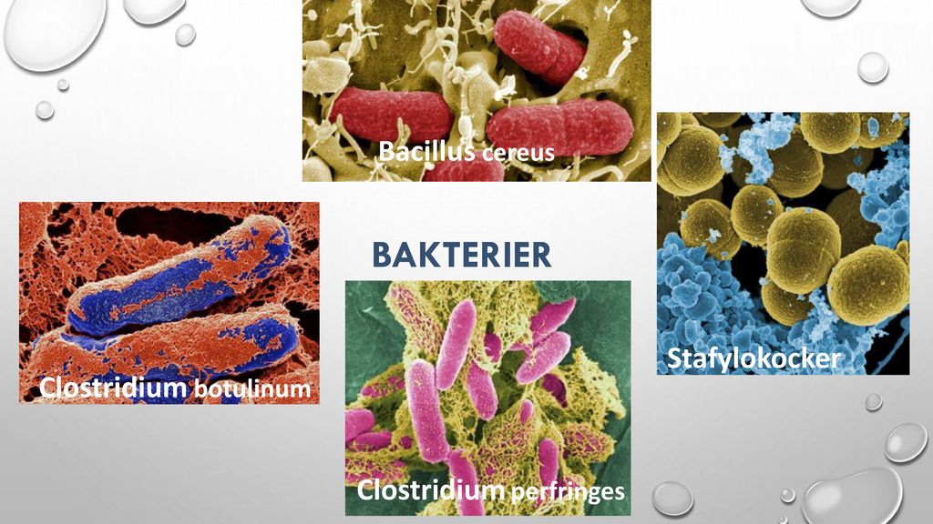 BAKTERIER Bacillus cereus Stafylokocker Clostridium botulinum