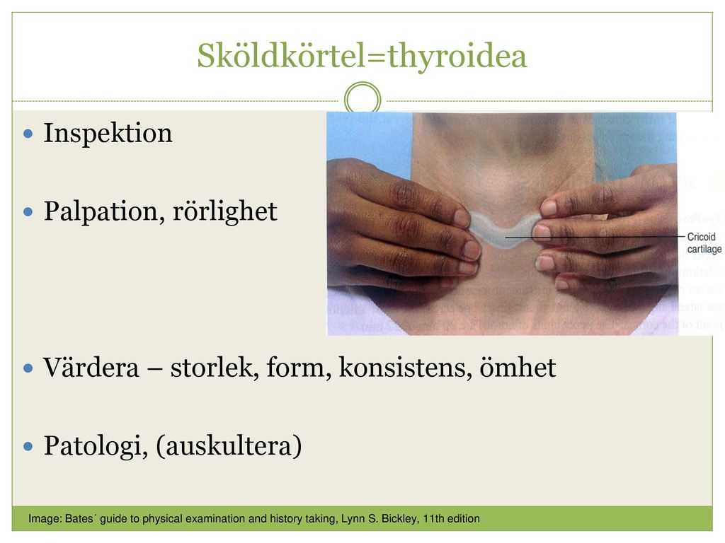 Sköldkörtel=thyroidea