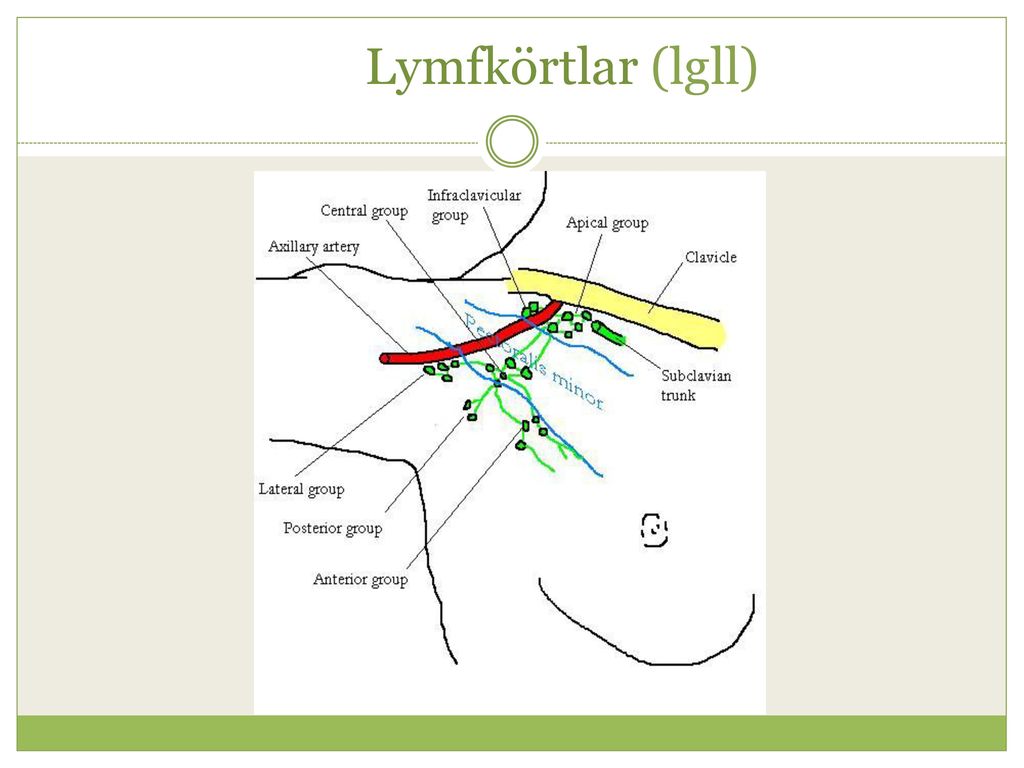 Lymfkörtlar (lgll)